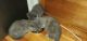 American Shorthair Cats for sale in Chicago, IL, USA. price: $60