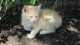 American Shorthair Cats for sale in Stevens, PA, USA. price: $200