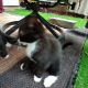 American Shorthair Cats for sale in Kunkletown, PA 18058, USA. price: NA