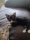 American Shorthair Cats for sale in Dania Beach, FL, USA. price: $50