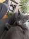 American Shorthair Cats for sale in Trenton, NJ, USA. price: $450