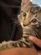 American Shorthair Cats for sale in Indianapolis, IN, USA. price: $350