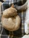 American Shorthair Cats for sale in Harvey, ND 58341, USA. price: NA