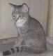 American Shorthair Cats for sale in Brooklyn, NY, USA. price: $40