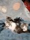 American Shorthair Cats for sale in Sunny Valley, OR 97497, USA. price: NA