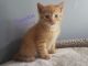 American Shorthair Cats for sale in Denver, PA, USA. price: $100