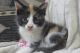 American Shorthair Cats for sale in Denver, PA, USA. price: NA
