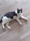 American Shorthair Cats for sale in Pensacola, FL, USA. price: NA