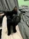 American Shorthair Cats for sale in 522 1st Ave, Ypsilanti, MI 48197, USA. price: $50