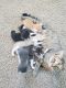American Shorthair Cats for sale in Plumas Lake, CA 95961, USA. price: $100