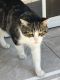 American Shorthair Cats for sale in Crandall, TX 75114, USA. price: NA