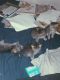 American Shorthair Cats for sale in Oxnard, CA, USA. price: $10,000