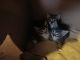 American Shorthair Cats for sale in New London, CT, USA. price: NA