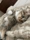 American Shorthair Cats for sale in Richmond, VA, USA. price: $150