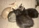 American Shorthair Cats for sale in Ingalls Park, IL, USA. price: $50