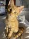 American Shorthair Cats for sale in Baltimore, MD 21229, USA. price: $150