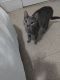 American Shorthair Cats for sale in Holyoke, MA, USA. price: $200