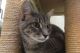 American Shorthair Cats for sale in 5360 Grassy Pond Rd, Lake Park, GA 31636, USA. price: NA
