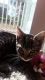 American Shorthair Cats for sale in Vancouver, WA, USA. price: $400