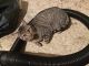 American Shorthair Cats for sale in Fort Worth, TX, USA. price: NA