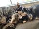 American Shorthair Cats for sale in Gorst, WA 98337, USA. price: $50