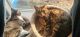 American Shorthair Cats for sale in Joint Base Lewis-McChord, WA, USA. price: $50