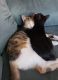 American Shorthair Cats for sale in Denison, TX, USA. price: $50