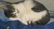 American Shorthair Cats for sale in Cobbs Creek, Philadelphia, PA, USA. price: NA