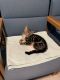American Shorthair Cats for sale in Buffalo, NY, USA. price: $100