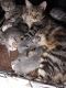 American Shorthair Cats for sale in 201 Foxwood Dr, Maiden, NC 28650, USA. price: NA