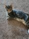 American Shorthair Cats for sale in McMinnville, OR 97128, USA. price: NA