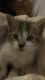American Shorthair Cats for sale in Houston, TX, USA. price: $25