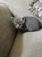 American Shorthair Cats for sale in Santa Ana, CA 92704, USA. price: $60