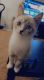 American Shorthair Cats for sale in Twin Falls, ID, USA. price: $25
