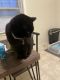 American Shorthair Cats for sale in Lebanon, PA, USA. price: $1