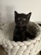 American Shorthair Cats for sale in Bellevue, WA, USA. price: $500