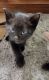 American Shorthair Cats for sale in Prescott Valley, AZ, USA. price: $10