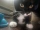 American Shorthair Cats for sale in Pawtucket, RI, USA. price: $100