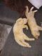 American Shorthair Cats for sale in Bullhead City, AZ, USA. price: $2,000