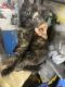 American Shorthair Cats for sale in Linden, NJ, USA. price: $300