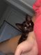 American Shorthair Cats for sale in Tallahassee, FL, USA. price: $50