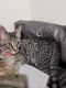 American Shorthair Cats for sale in Converse, TX, USA. price: NA