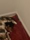American Shorthair Cats for sale in Jensen Beach, FL 34957, USA. price: NA