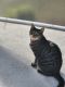 American Shorthair Cats for sale in Spring Hill, FL, USA. price: NA