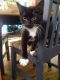 American Shorthair Cats for sale in Homestead, PA 15120, USA. price: NA