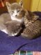 American Shorthair Cats for sale in St Cloud, MN, USA. price: NA