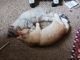 American Shorthair Cats for sale in Jeffersonville, IN, USA. price: NA