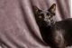 American Shorthair Cats for sale in Grand Rapids, MI, USA. price: NA