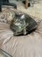 American Shorthair Cats for sale in Conroe, TX 77302, USA. price: NA