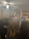American Shorthair Cats for sale in Rochester, MN, USA. price: $20